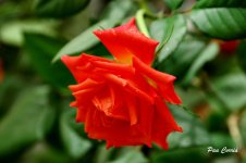DSC01831.JPG