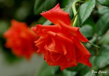 DSC01837 - copia.JPG