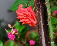 DSC01839 - copia.JPG