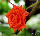 DSC01841 - copia.JPG