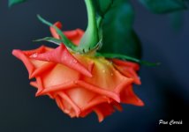 DSC01842 - copia.JPG