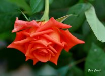 DSC01845 - copia.JPG