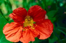 Flor calabaza67A00091.jpg