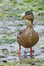 Mama pato_73A02027.jpg