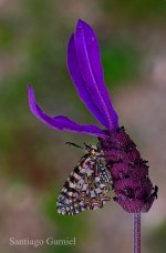 54494420583_e156d6bfa1_c (1).jpg
