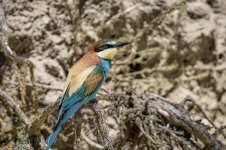 Abejaruco_73A02297.jpg