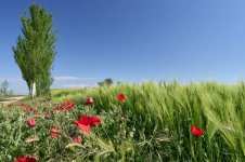 Campo_67A00136.jpg