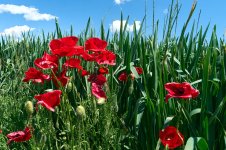 Amapolas_67A00165.jpg