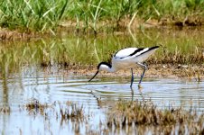 Avoceta_73A02221.jpg