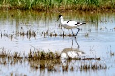 Avoceta_73A02251.jpg