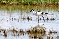 Avoceta_73A02252.jpg