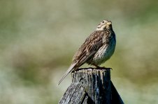 Triguero_73A02128.jpg