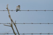 Pajarillo_73A02549.jpg