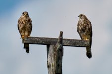 Cernicalo_73A02365.jpg