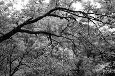 DSC06550 ps02.jpg