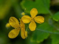 Flores de Beto.jpg
