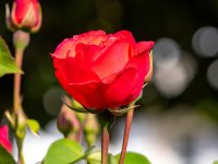 Rosa Roja.jpg