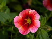 Petunia-A.jpg