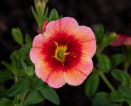 Petunia-B.jpg