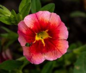 Petunia-C.jpg