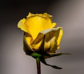 Rosa Amarilla-1.jpg