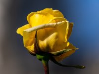 Rosa Amarilla-2.jpg