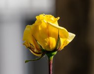 Rosa Amarilla-3.jpg