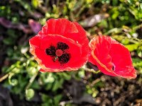 IMG_20250406_090322_edited.jpeg