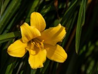Lirio de Dia Amarillo-1.jpg