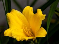 Lirio de Dia Amarillo-3.jpg