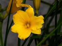 Lirio de Dia Amarillo-4.jpg