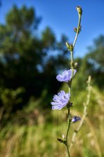 Flor de achicoria.jpg