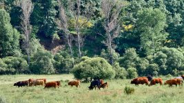 Vacas_73A02787.jpg