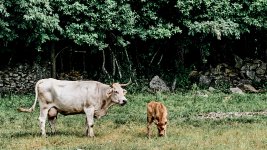 Vacas_73A02850.jpg