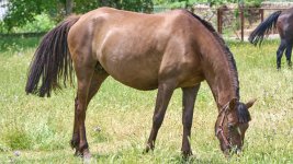 Vacas_67A00328.jpg