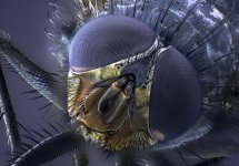 Mosca (8).jpg