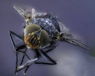 Mosca (5).jpg