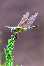 DSC07478.jpg
