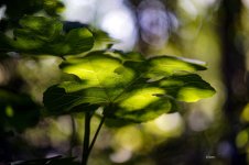 DSC07165 ps02.jpg