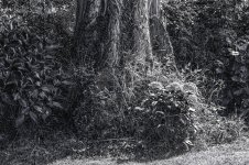 DSC07227 ps04.jpg