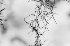 _DSC0438b.jpg