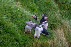 Puffins-2.jpg Puffins-2.jpg