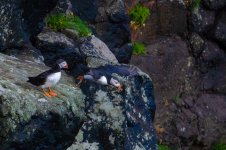 Puffins-3.jpg Puffins-3.jpg