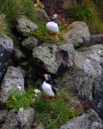 Puffins-4.jpg Puffins-4.jpg