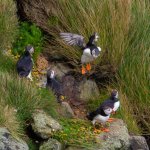 Puffins-6.jpg Puffins-6.jpg