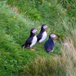 Puffins-7.jpg Puffins-7.jpg