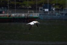 Alcatraz-7.jpg