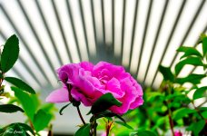 DSC04184 (1).jpg
