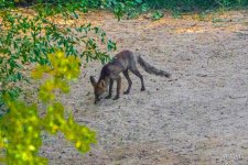 Zorrito.jpg
