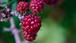 Frutos rojos_73A03417.jpg